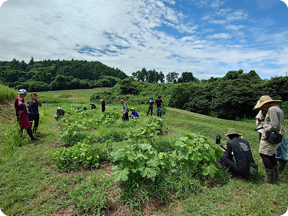 マイ畝で作業の様子の画像