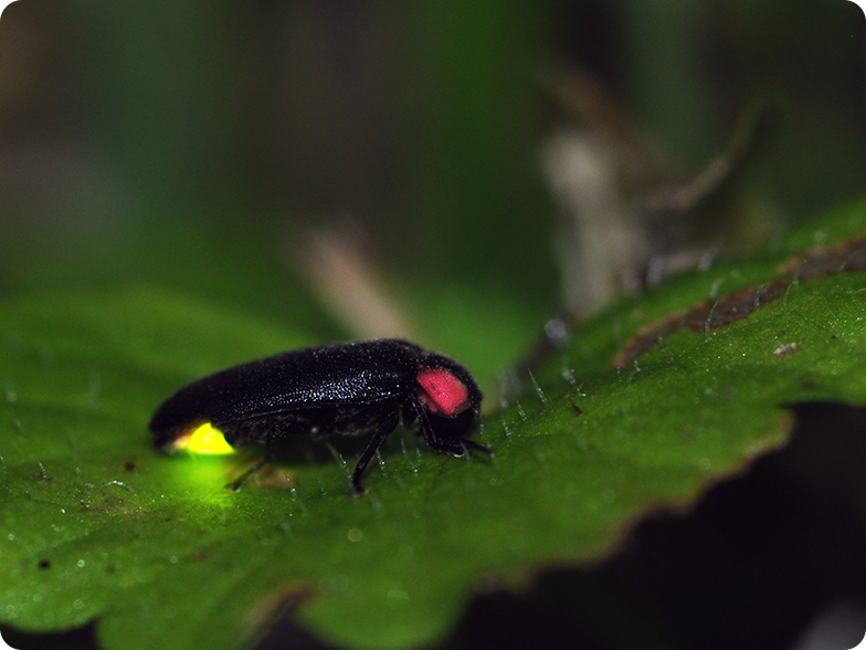 葉っぱの上のホタルが発光している画像